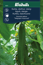 Slangeagurk 'Telegraph Improved'